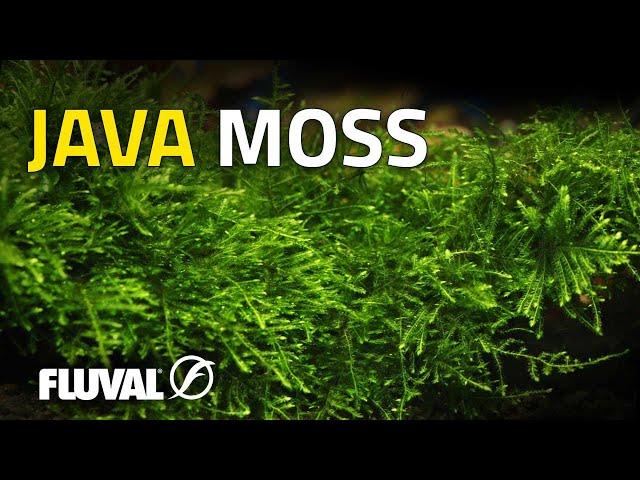 Species Spotlight | Java Moss