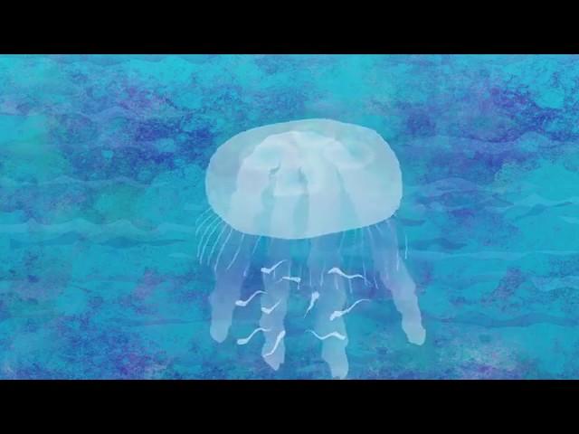 Anim8Nature: Jellyfish Life Cycle