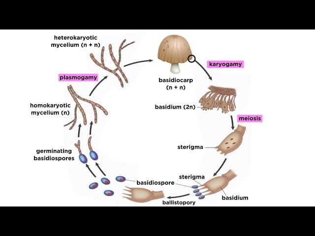 Basidiomycota Part 2: The Mushroom Life Cycle