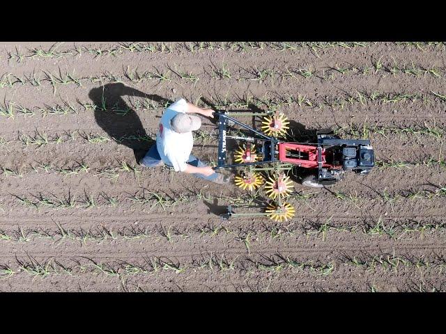 Tilmor Finger Weeders Work!