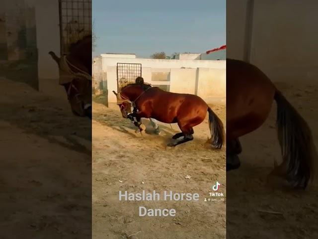 Haslah Horse Dance Mala in jhang || VIP Ghora Dance 2024