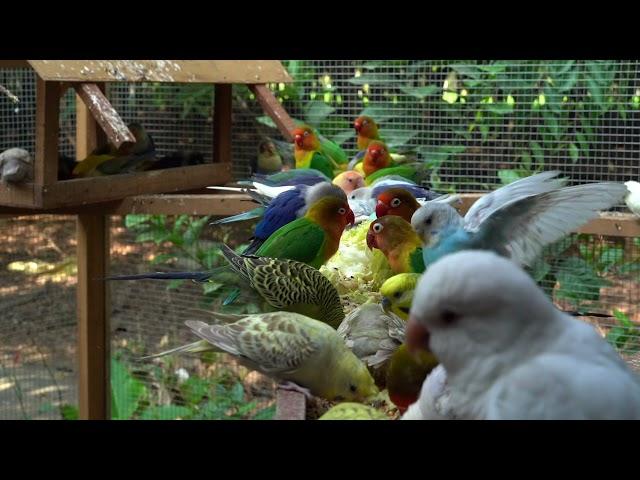 Budgie lovebirds eating time 虎皮鸚鵡 牡丹鸚鵡 愛情鳥吃飯時間