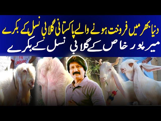 Mirpur Khas se Gulabi Bakray | Pakistani Gulabi Breed Ke Bakray