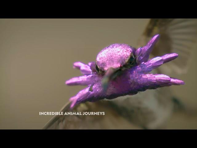 Incredible Animal Journeys | Sundays