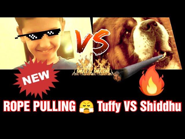 Sidhu v/s tuffy, New_fight, New_play #rope_pulling #dog v/s kids