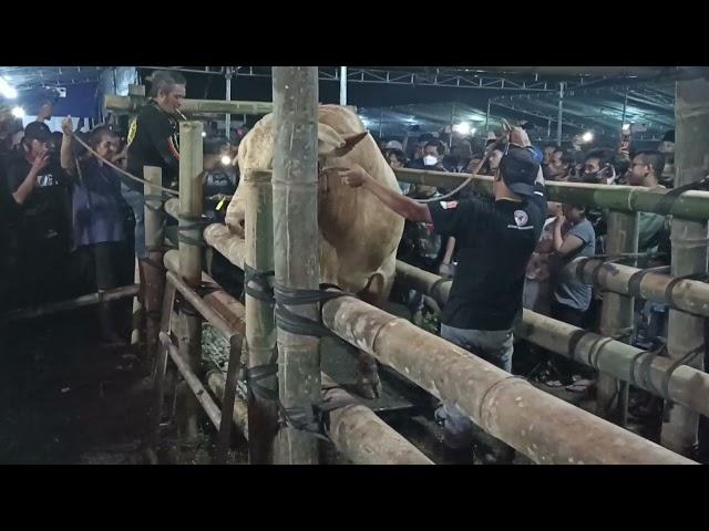 WISANGGENI JUARA 2 KONTES SAPI APPSI 2022 JEMBER