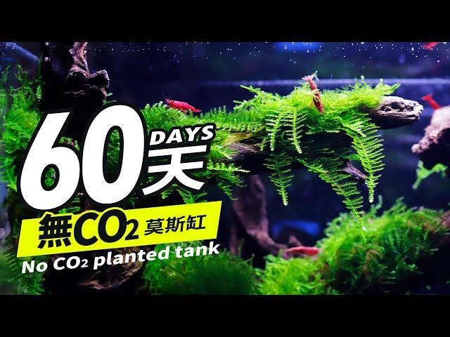 兩個月完全不打任何CO2，成功種出4種莫斯的草缸！2 months NO CO2 , 4 kinds of Moss grass tank successfully planted. 莫絲 默思 水草