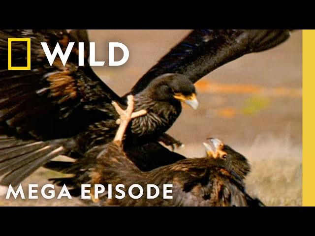 Animal Fight Night: Death and Survival | MEGA EPISODE | Nat Geo Wild