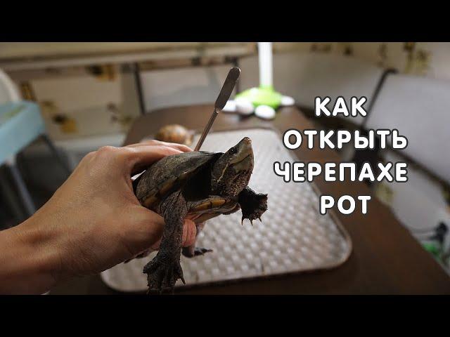 Как открыть рот черепахе