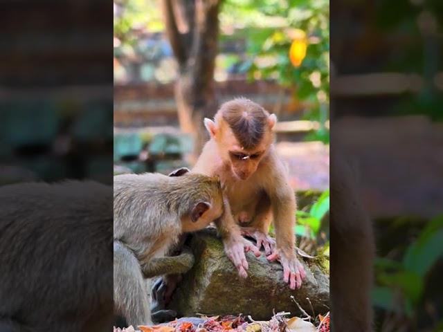 Hak Han MDJ Enjoy Watching Abandon Baby Monkey - Daily Wildlife Monkey #Lucie #Leo #Rainbow #Jovi