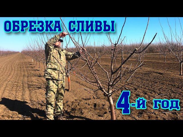 Правильная ОБРЕЗКА СЛИВЫ/4-й год после посадки/опытный участок/pruning plums for the 4rd year