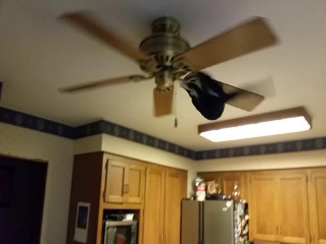 The Ceiling Fan Cat