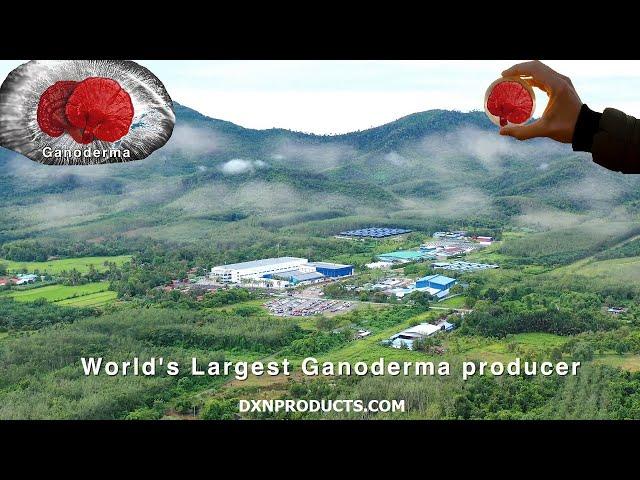 All you wanted to know about DXN Ganoderma coffee company: DXN Holdings Berhad corporate video 2023