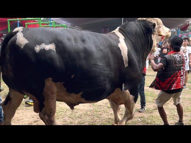 SAPI TERBESAR JUARA EXTRIM KONTES LAMPUNG 