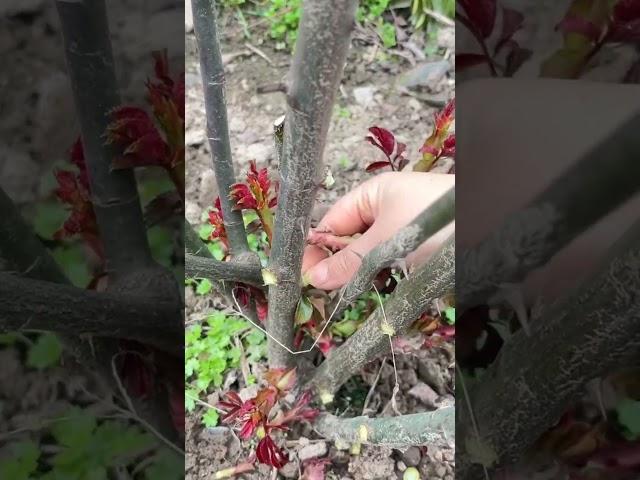 smart technique of pruning new branches #shorts