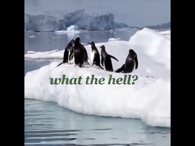 The Disaster Penguin