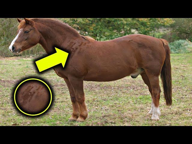 Farmer Finds Strange Spots on Horse Overnight  Vet's Discovery Will Shock You!