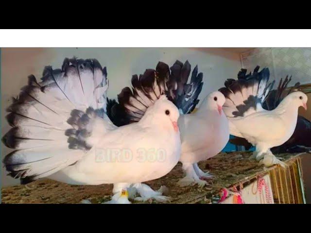 top 10 pigeons | fancy pigeon collection | dhilyare pigeon | kabootar ki video