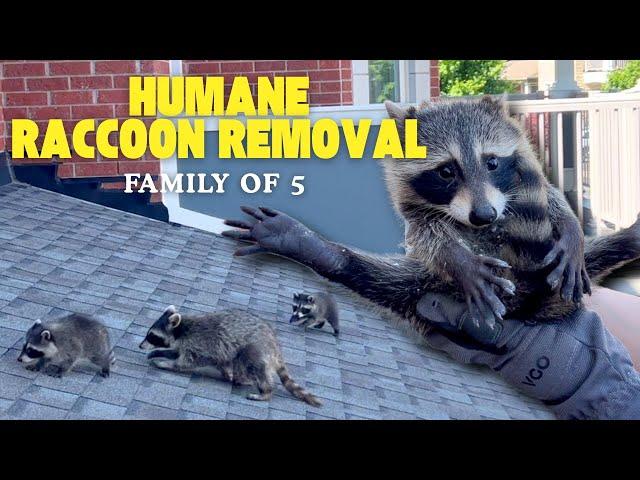 Raccoons in Your Attic? Get Them Out with Gates Wildlife