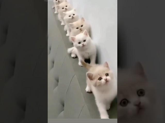 Magic zoo