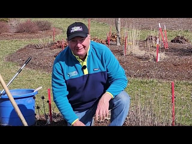 How To Divide Coneflowers (Echinacea) To Keep Them Healthy & Vigorous and Longer Lived 