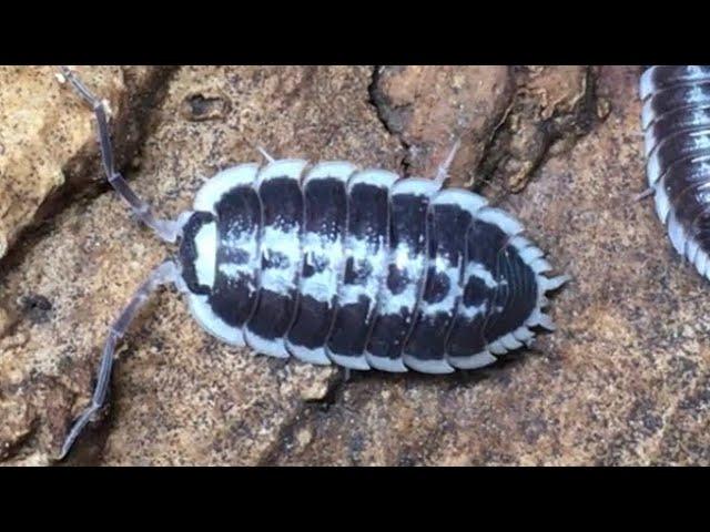 Porcellio flavomarginatus Isopod Care Guide