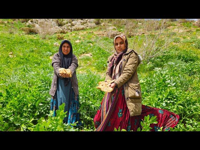 Nomadic life: Kuhgol's family went to the mountain and nature to find wild mushrooms