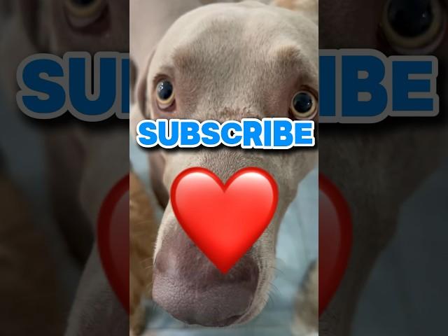 Subscribe ️ #shorts #funny #dog #weimaraner #puppy #friends #fureverbff #fypシ゚viral #pets #love