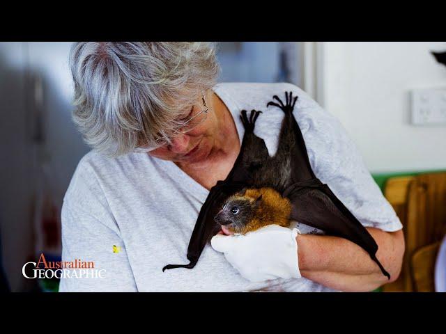 Meet Australia's devoted flying-fox carers