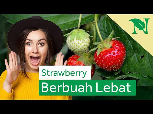 Cara Mudah Menanam Strawberry di Rumah