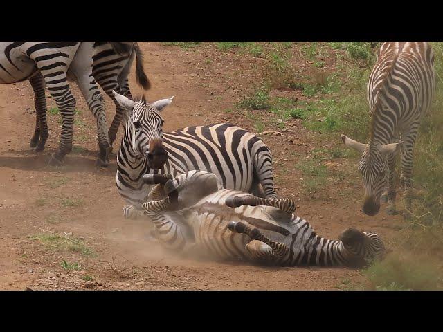 Zebra scratching itself by rolling #Shorts