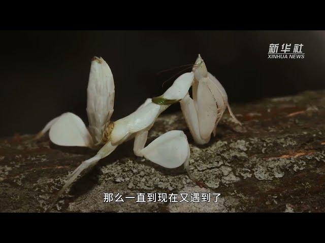 神似花朵的伪装高手兰花螳螂