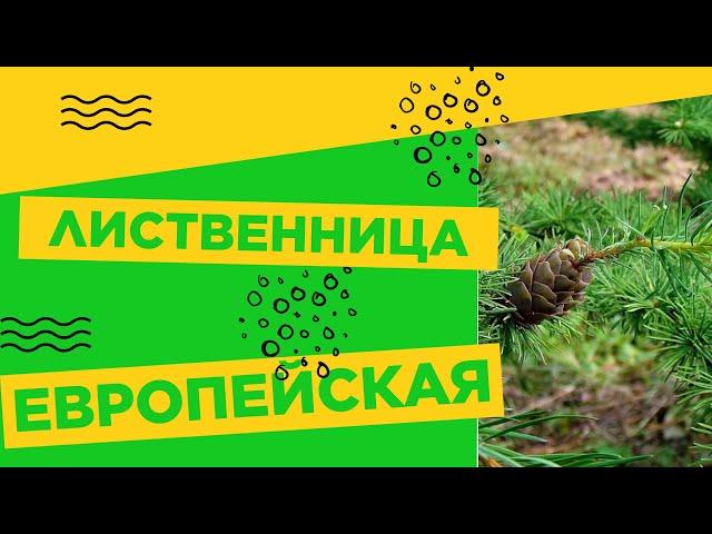 ЕВРОПЕЙСКАЯ ЛИСТВЕННИЦА