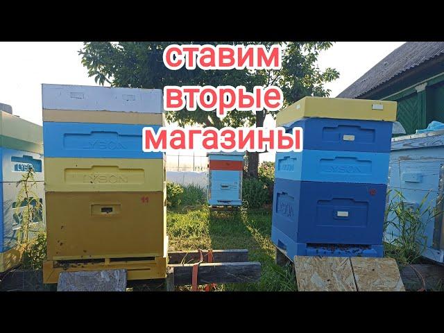 Пора ставить вторые магазины! Пчеловодство!