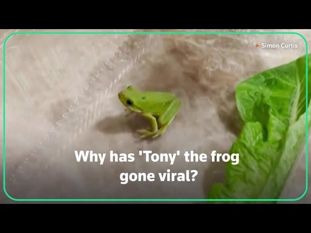 Who is Tony the frog and why did he go viral?