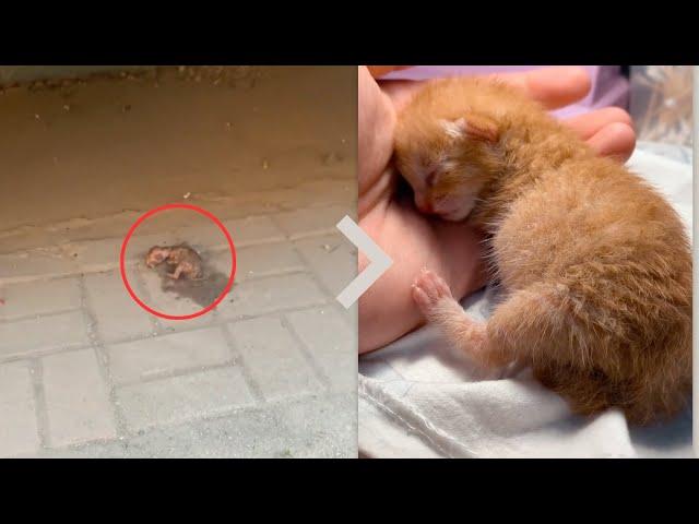 The newborn kitten, abandoned roadside, was brought home and cleaned with warm, damp towels.