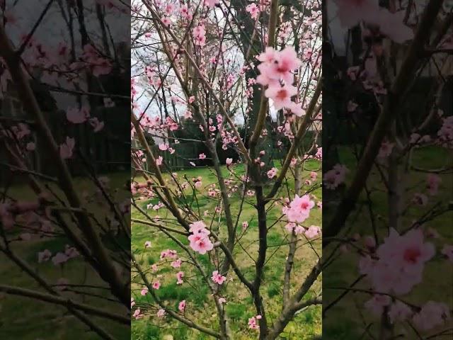 Peach trees are blooming already in Virginia #pixel #gardening #farming #peach #winter #joerogan