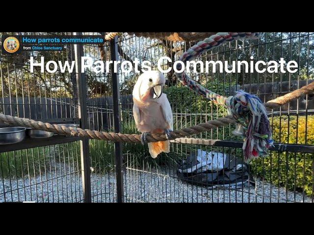 Understand Bird Body Language | Ep.143: How Parrots Talk | Cockatude: Cockatoos with Attitude