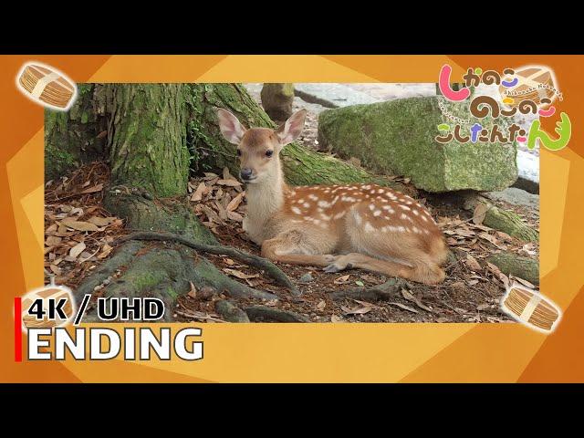 My Deer Friend Nokotan - Ending 【Shika-senbei no Uta】 4K / UHD Creditless | CC