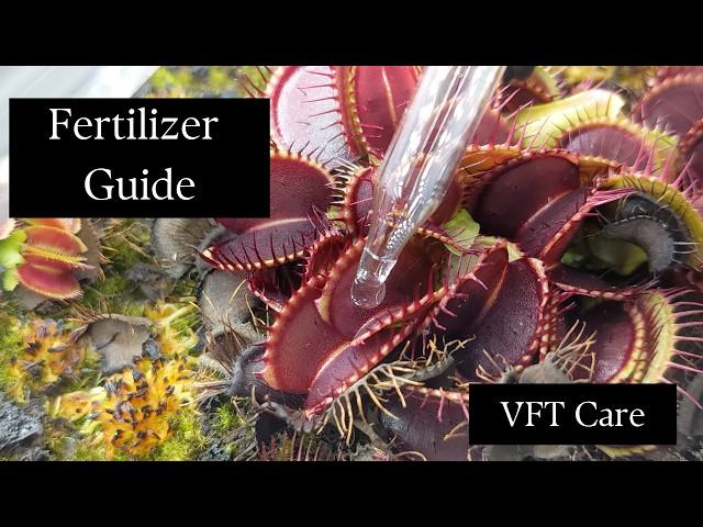 Fertilizing/Feeding Carnivorous Plants- Venus flytrap, Sundew and Pitcher Plant Care