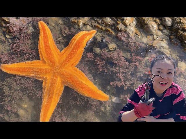 [English sub] Xiao Zhang rushed to the sea. Today's harvest is too rich. Abalone  starfish and crab