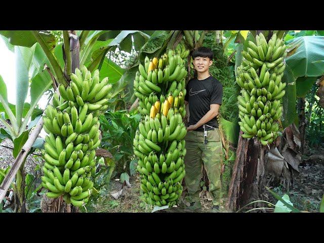 Harvest Big Bunch Of Bananas Go To Countryside Market Sell. 2 year living off grid in forest