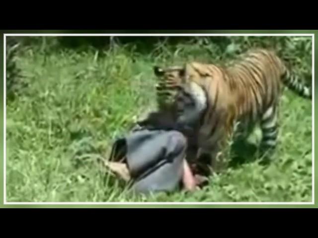 Kisah Persahabatan Manusia Dengan Harimau