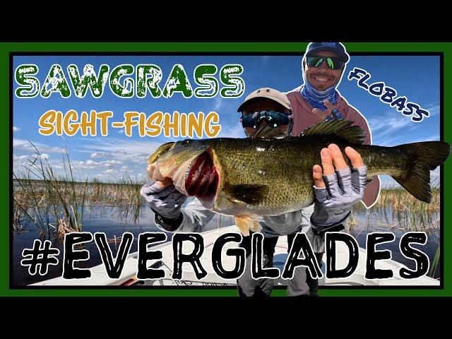 Sight-Fishing Sawgrass (Everglades) with #FloBass - 2/14/24