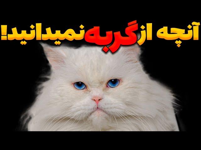 چرا و چگونه انسان و گربه دوست شدند؟