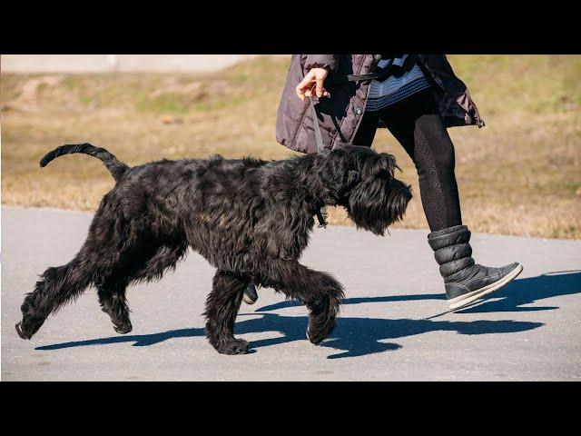 DANGEROUS OR PROTECTIVE? THE GIANT SCHNAUZER DOG