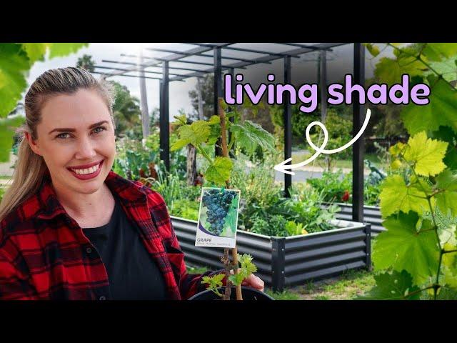 How I’m creating EDIBLE Living Shade to protect my raised garden beds in summer