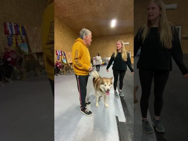 Happy Chappy Fish  #alaskanmalamutes #dogshows #malamutelovers