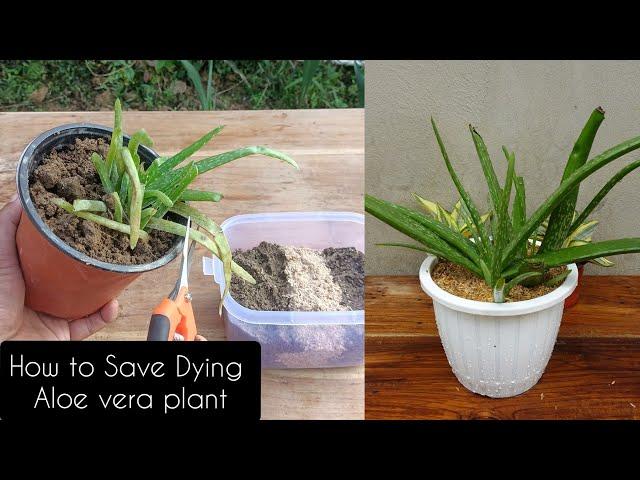 How to SAVE ALOE VERA plant from dying