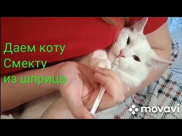 Даем кошке лекарство (Смекта) из шприца. Как и зачем?